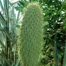 Image of Opuntia galapageia