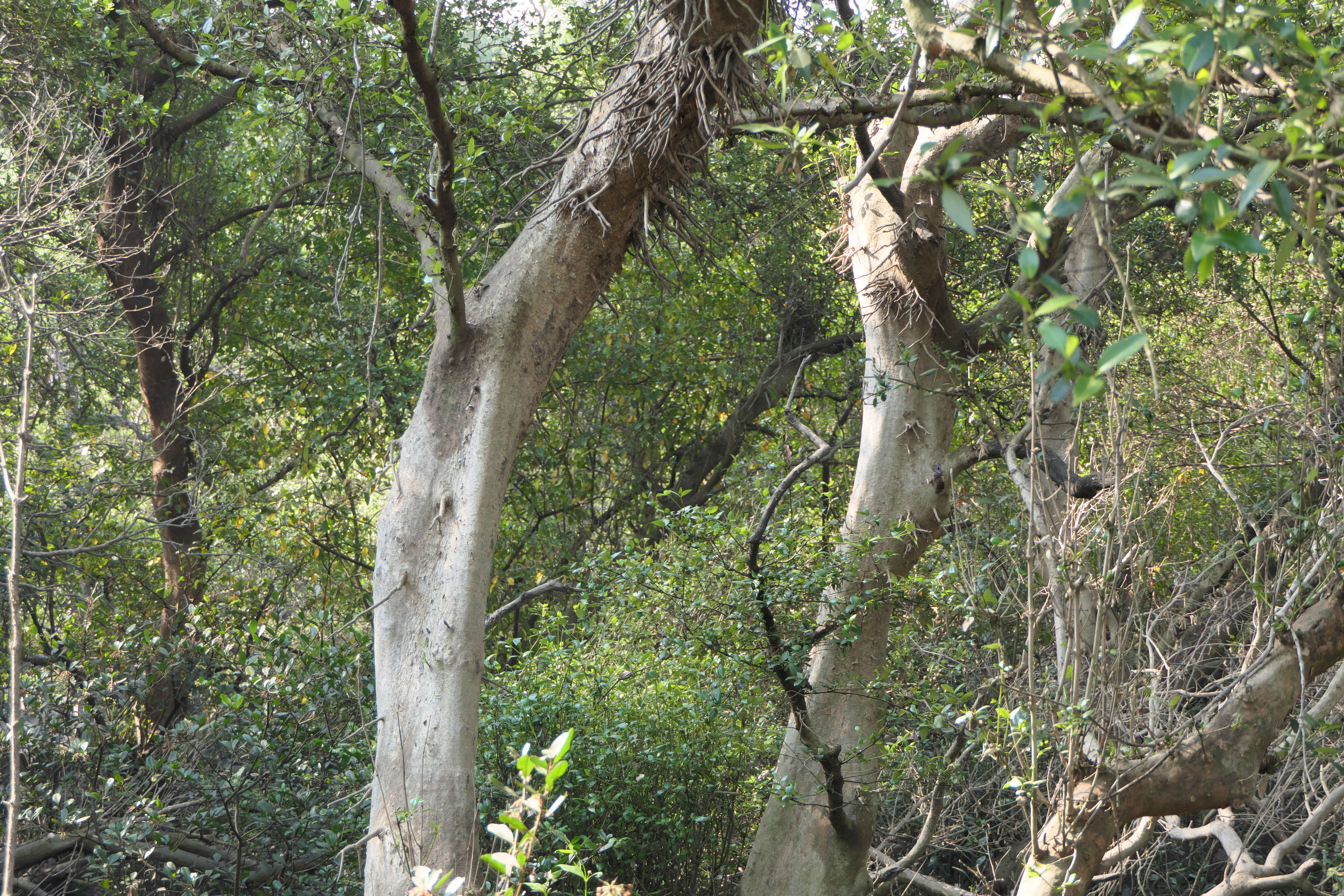 Image of Gray Mangrove