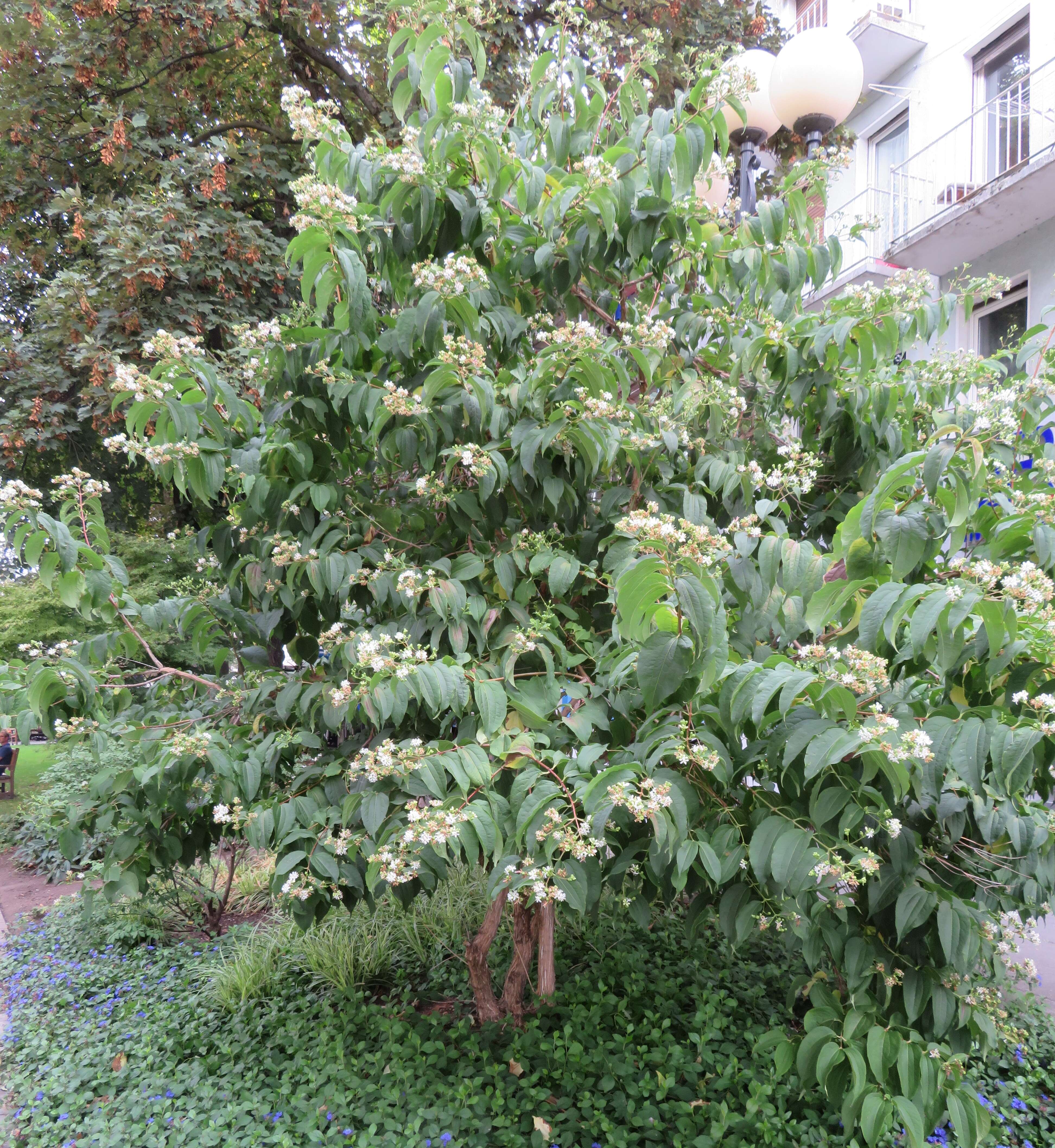 Image of Heptacodium