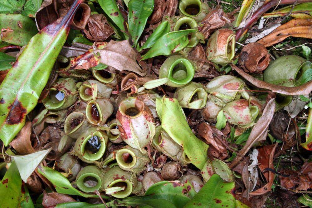 Image of Flask-Shaped Pitcher-Plant