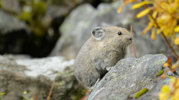 Image of Ochotona subgen. Pika Lacépède 1799