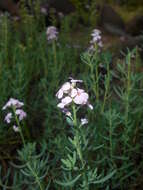 Image de Aethionema grandiflorum Boiss. & Hohen.