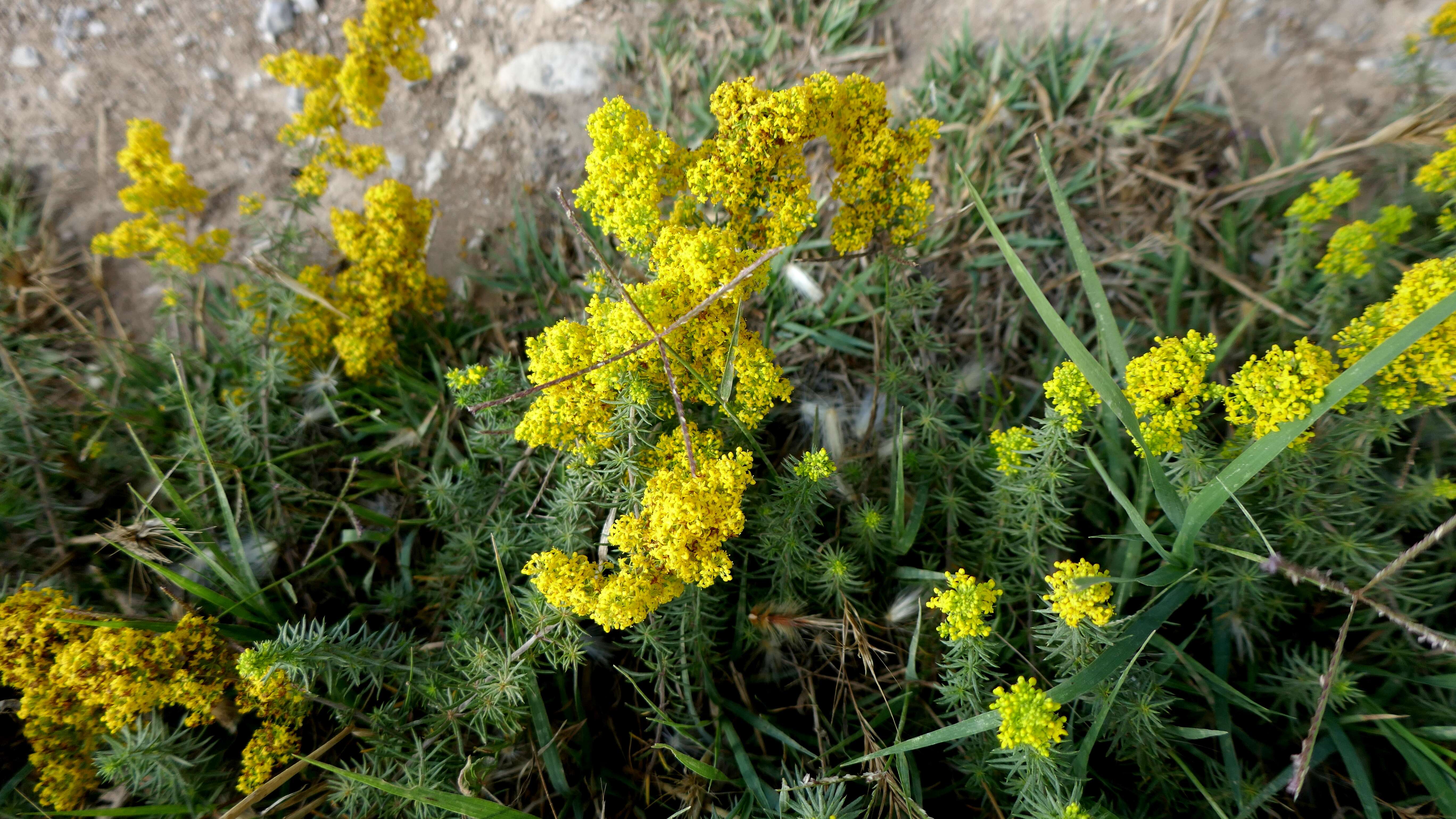 Image of Lady's Bedstraw