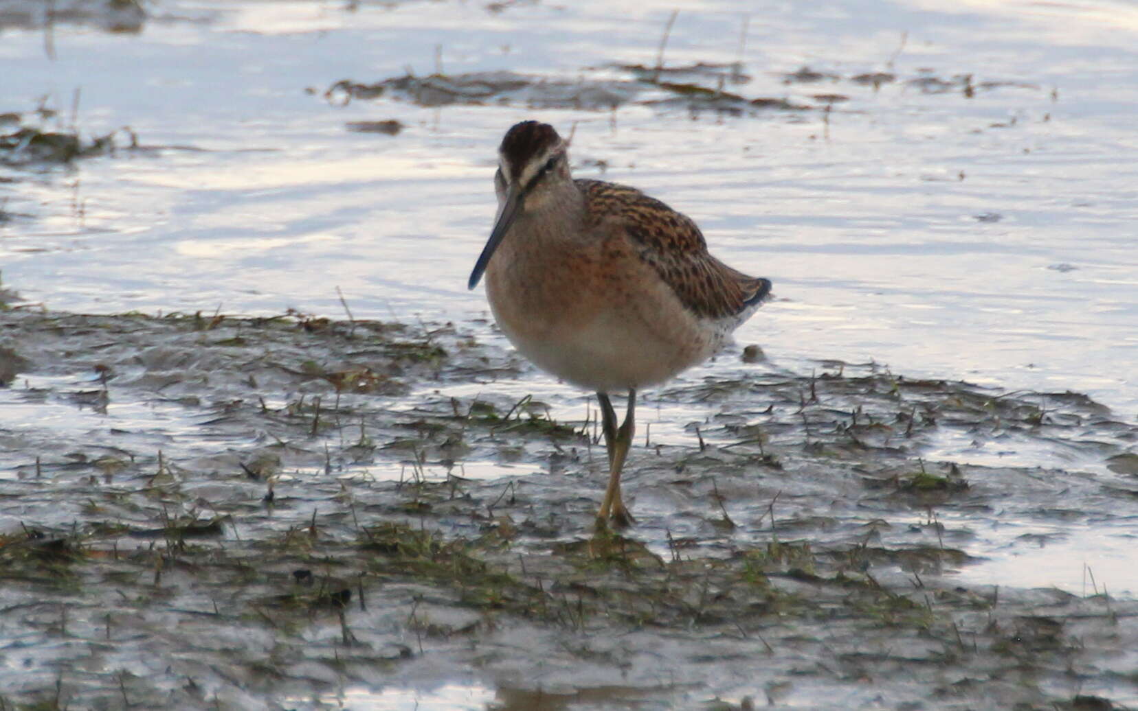 Image of Short-billed Dowitcher