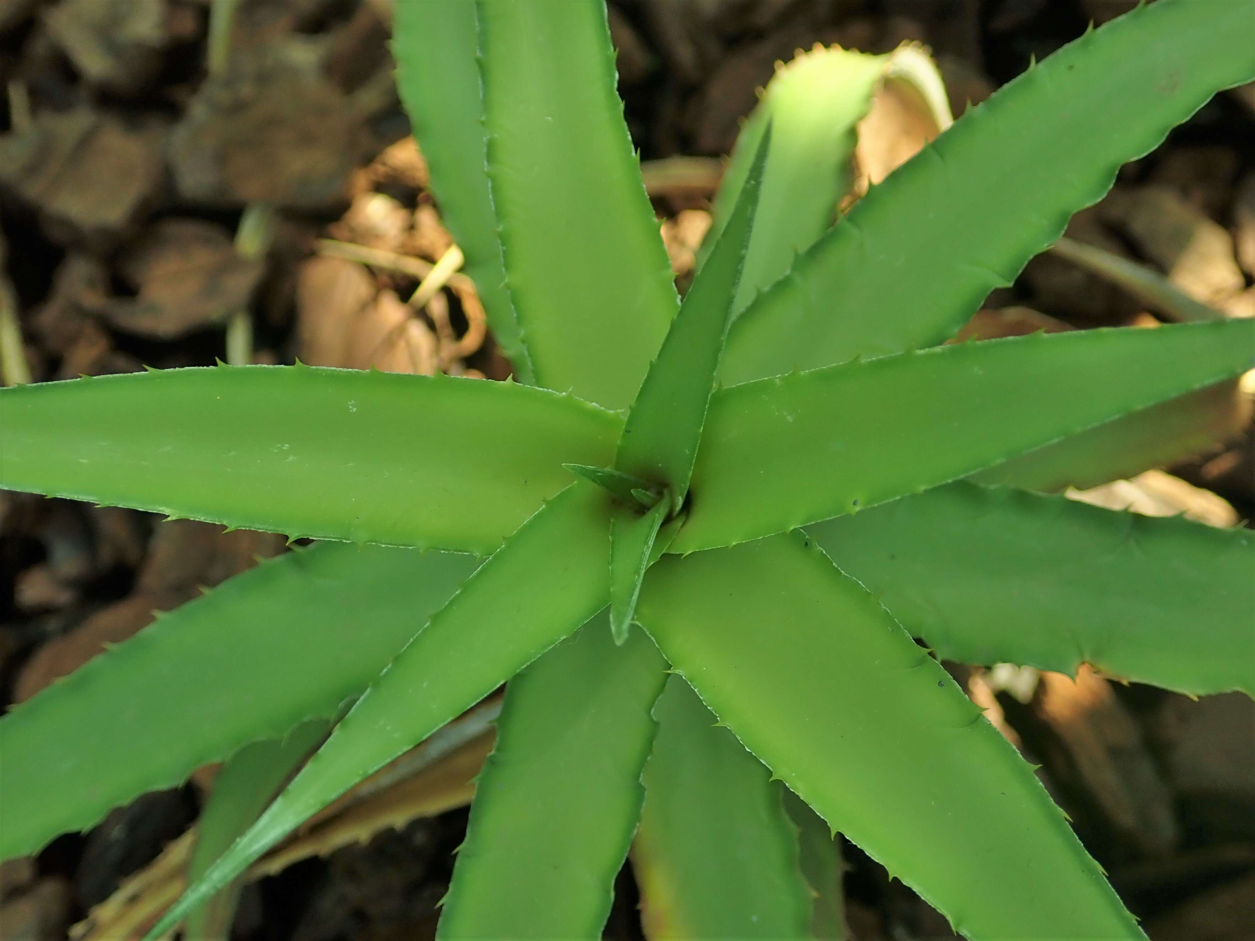 Image of Cryptanthus bahianus L. B. Sm.