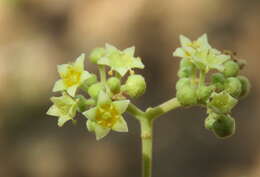 Image of Ziziphus rugosa Lam.