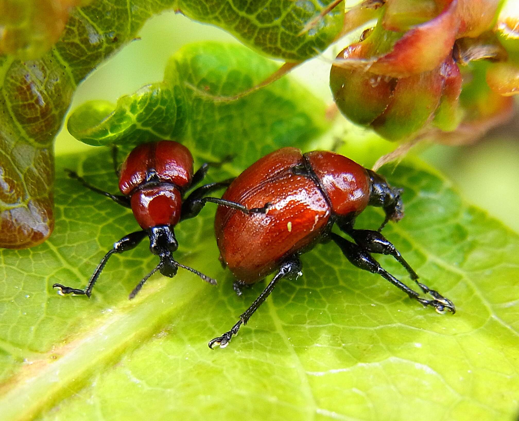 Image of Oak Leaf-roller