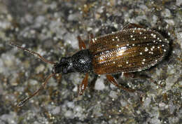 Image of Brown Leaf Weevil