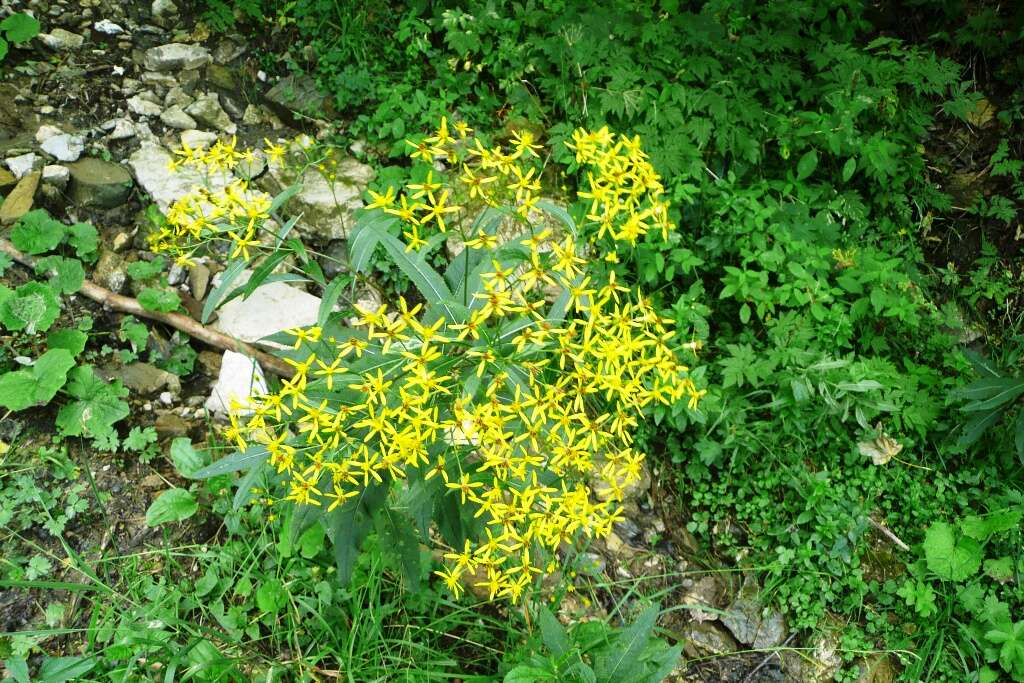 Image of wood ragwort