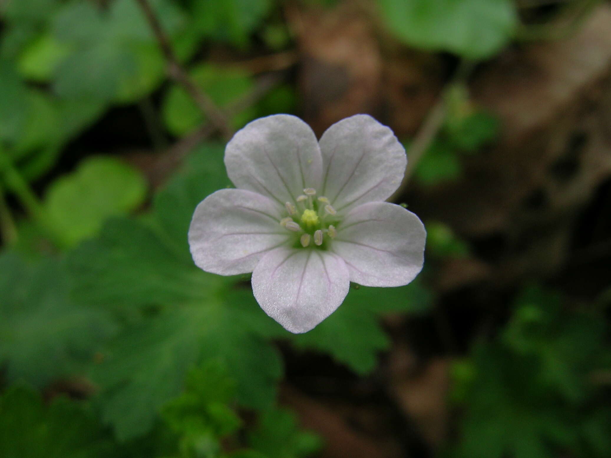 Image of Solander's geranium