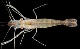 Image of Migrant prawn