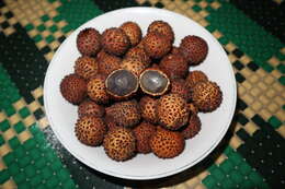 Imagem de Dimocarpus longan Lour.