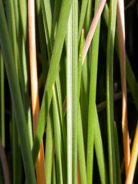 Plancia ëd Festuca alpina Suter