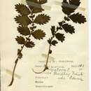 Image of Ectoedemia agrimoniae (Frey 1858) Bradley et al. 1972
