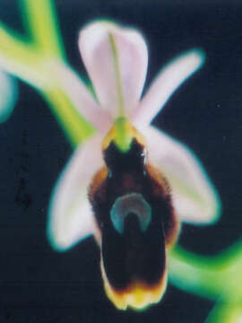 Image of Moon orchid