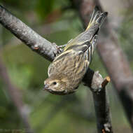 Image of Pine Siskin