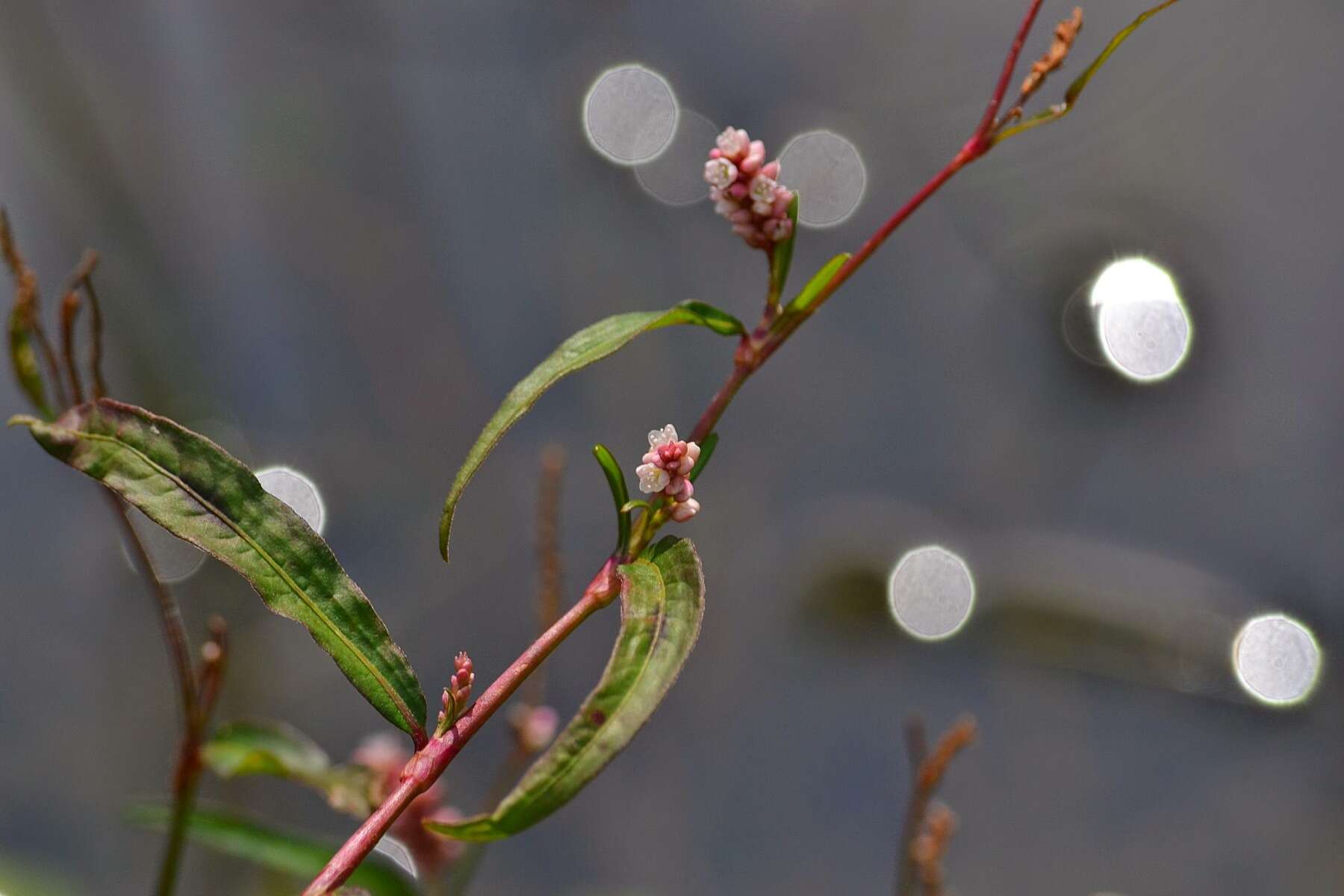 Image of Redshank