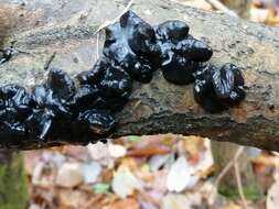 Image of Black Witches' Butter