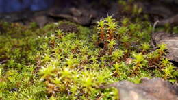 Image of great hairy screw-moss