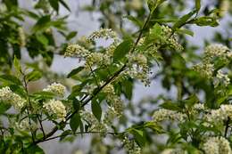 Prunus padus L. resmi