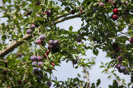 Image of Cherry Plum