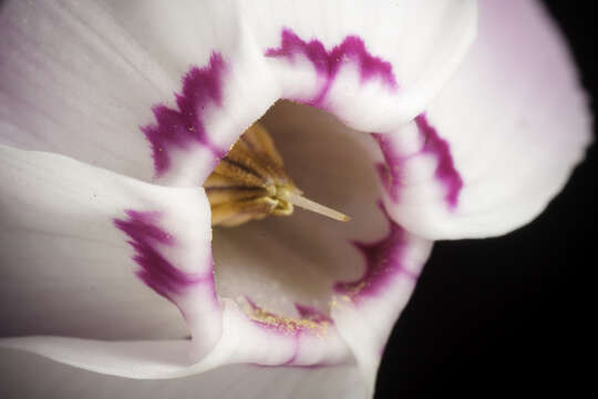 Image of Lebanon cyclamen