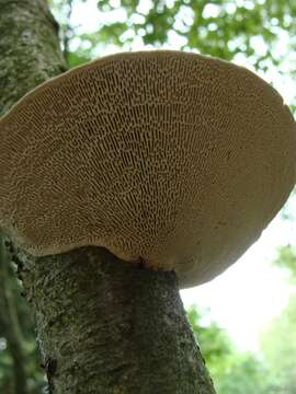 Image of birch polypore