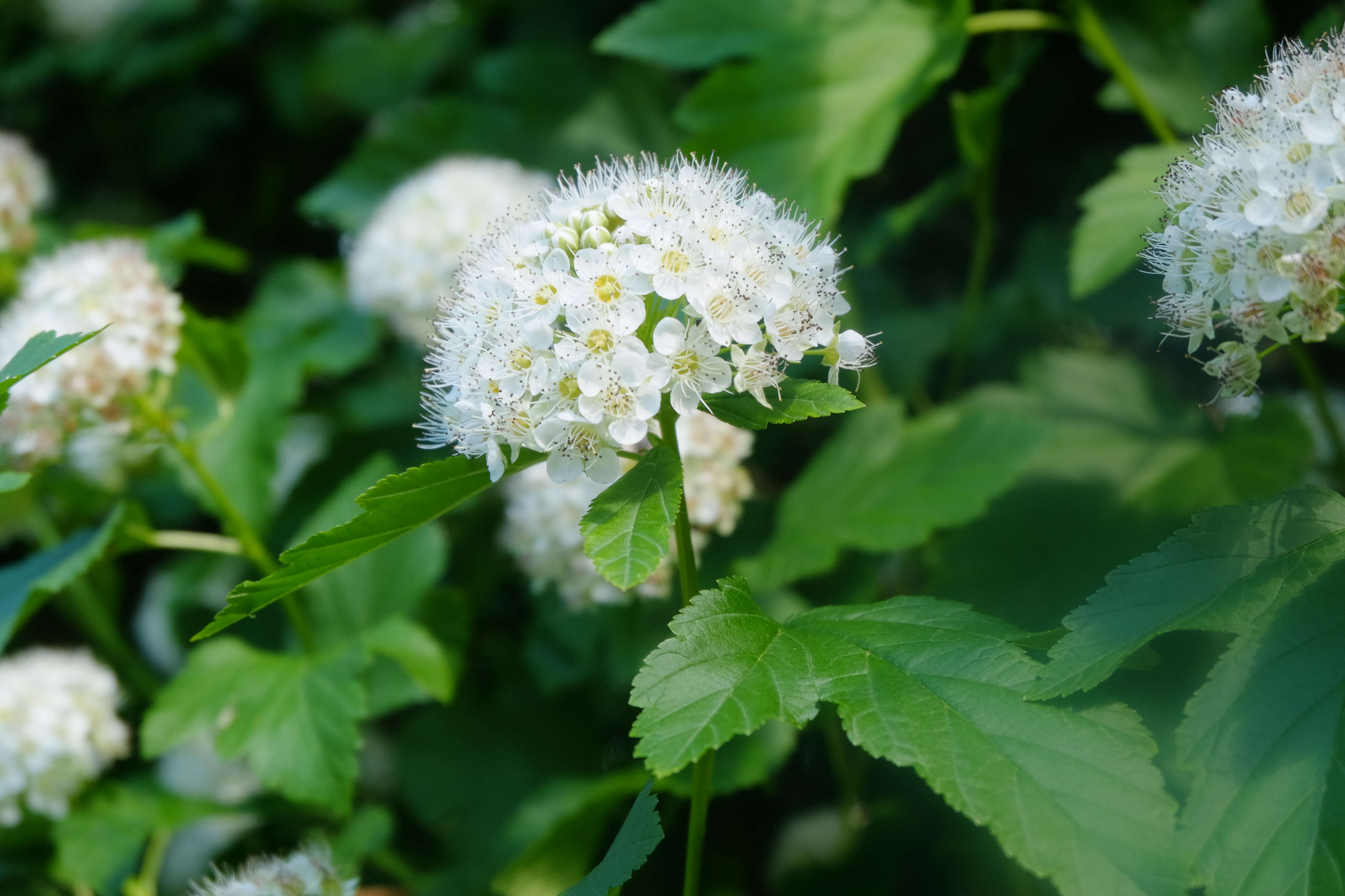 Physocarpus opulifolius (L.) Maxim. resmi