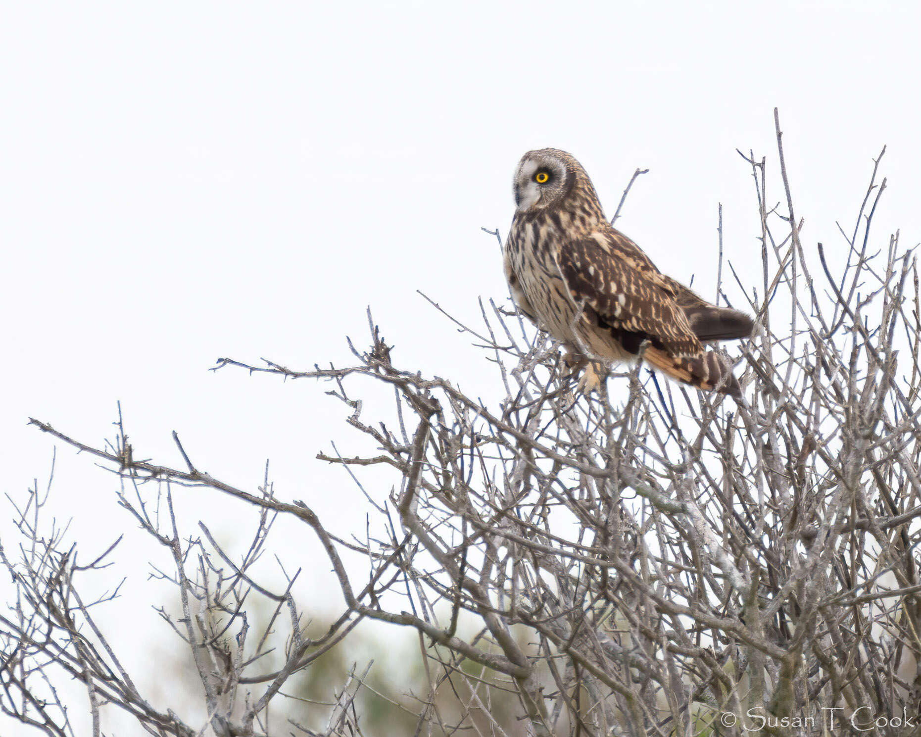 Image of Short-eared Owl