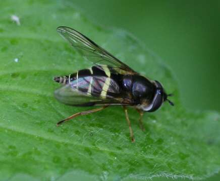 Image of Dasysyrphus tricinctus (Fallen 1817)