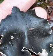 Image of Peltigera neckeri