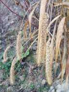 Image of Foxtail millet