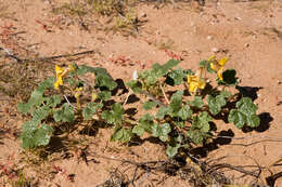 Image of Proboscidea altheifolia (Benth.) Decne.