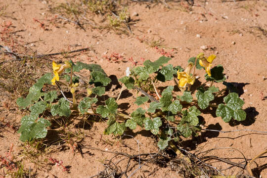 Image of Proboscidea altheifolia (Benth.) Decne.