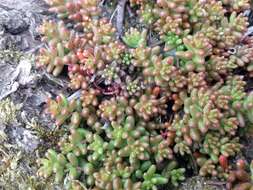 Image of White Stonecrop