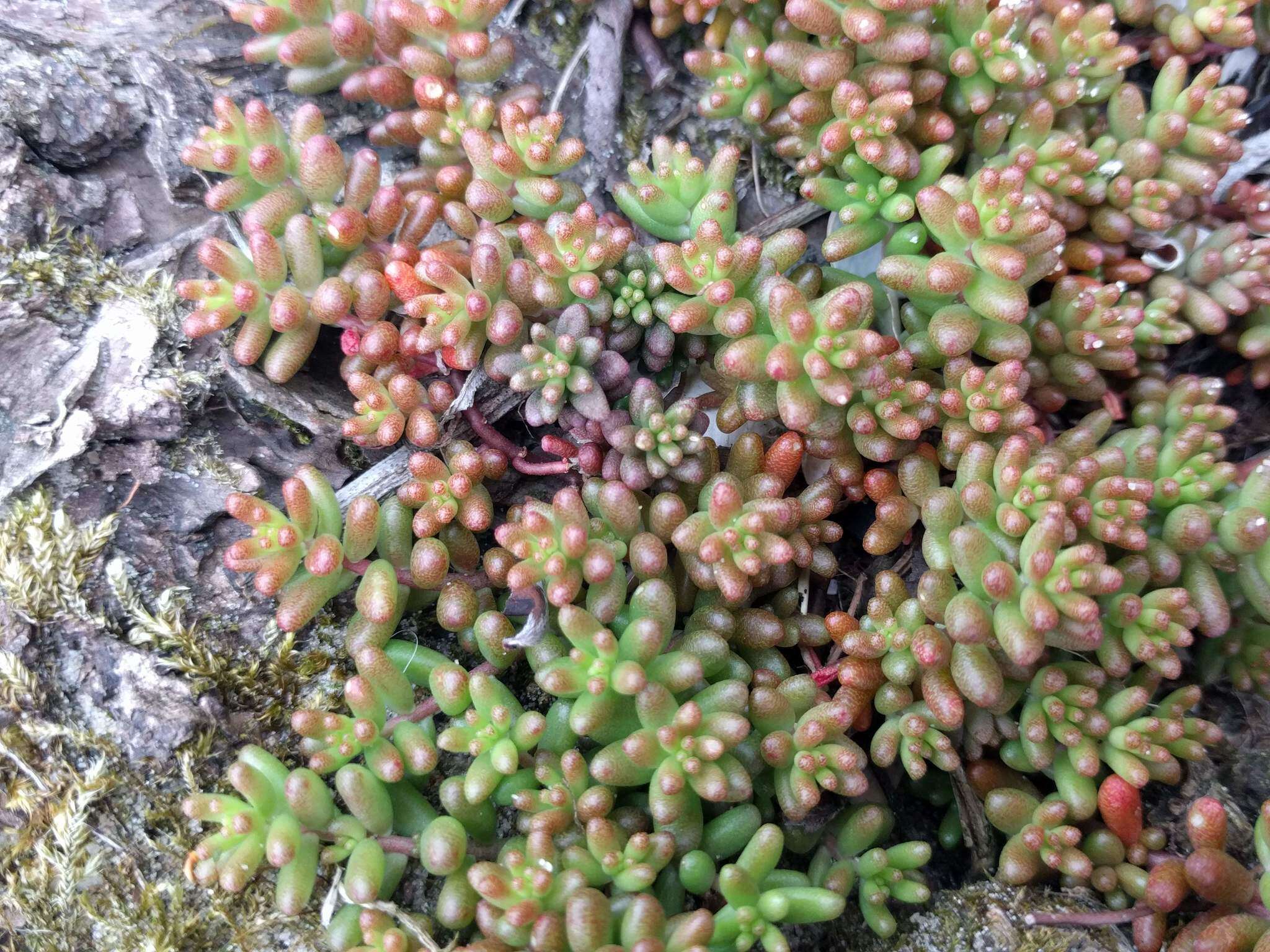 Image of White Stonecrop