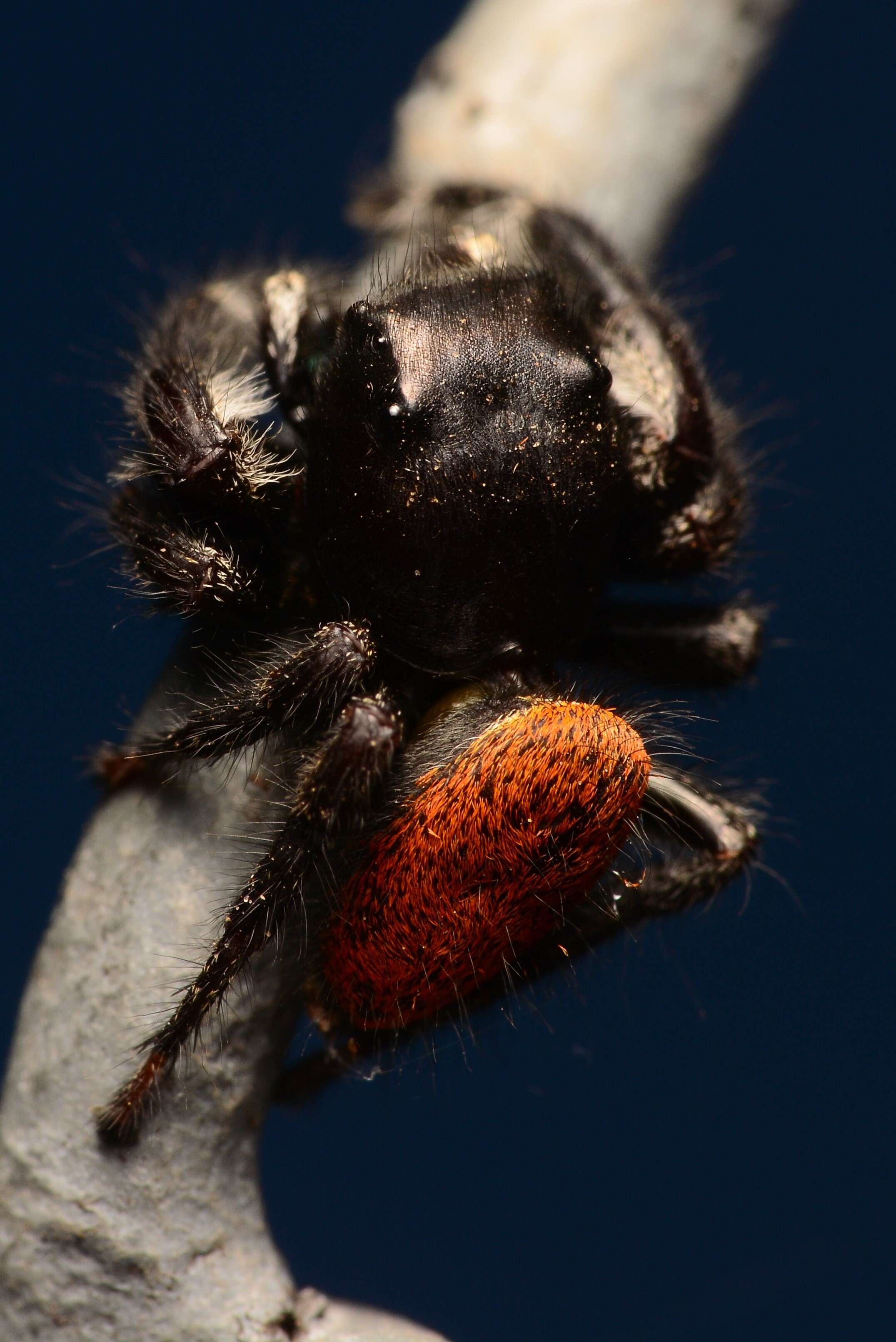 Image of Phidippus princeps (Peckham & Peckham 1883)