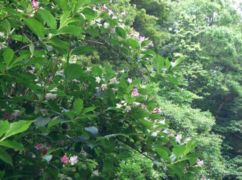 صورة Weigela coraeensis Thunb.