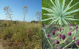 Image of Eryngium pandanifolium Cham. & Schltdl.