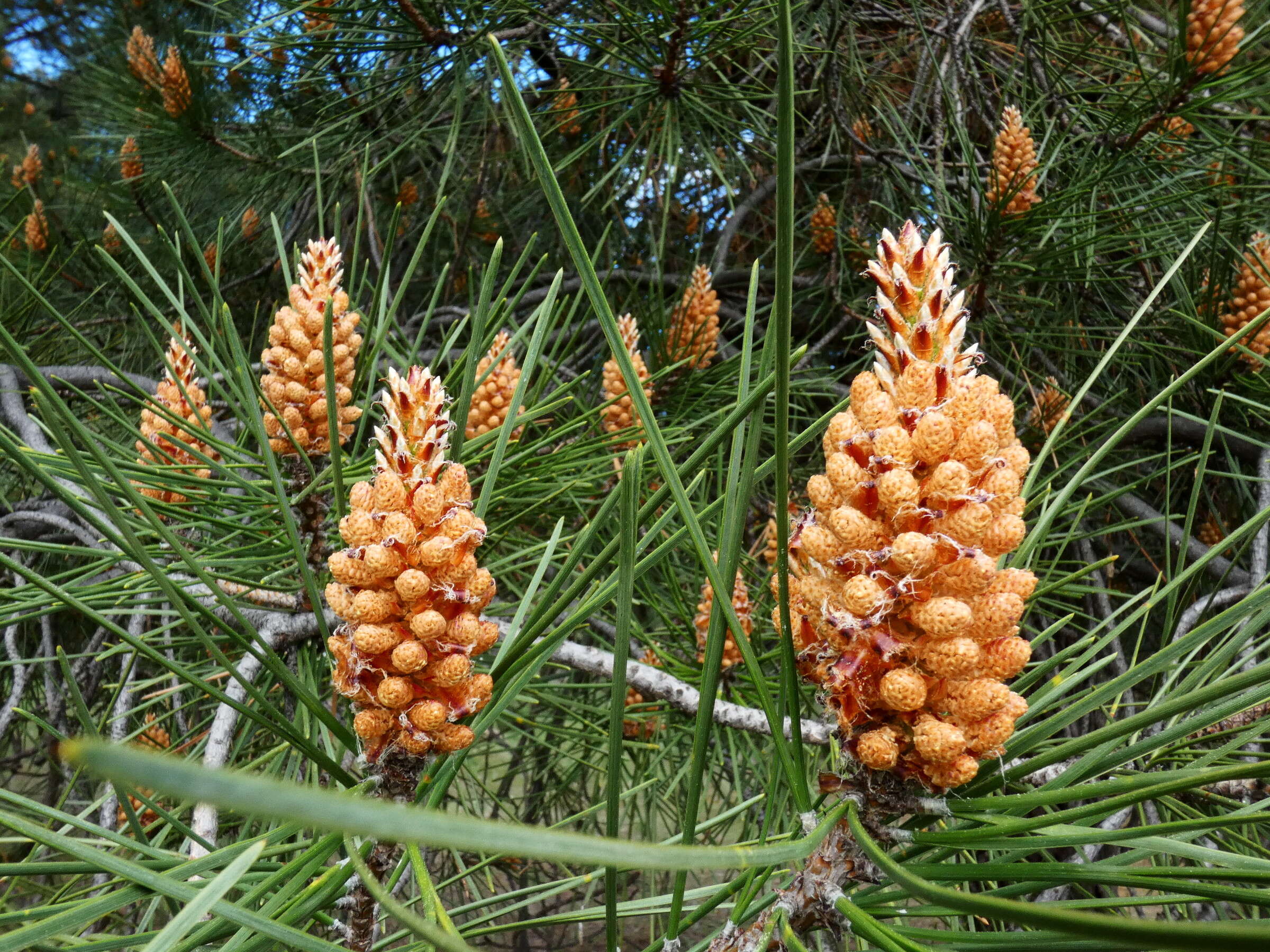 Image of Maritime Pine