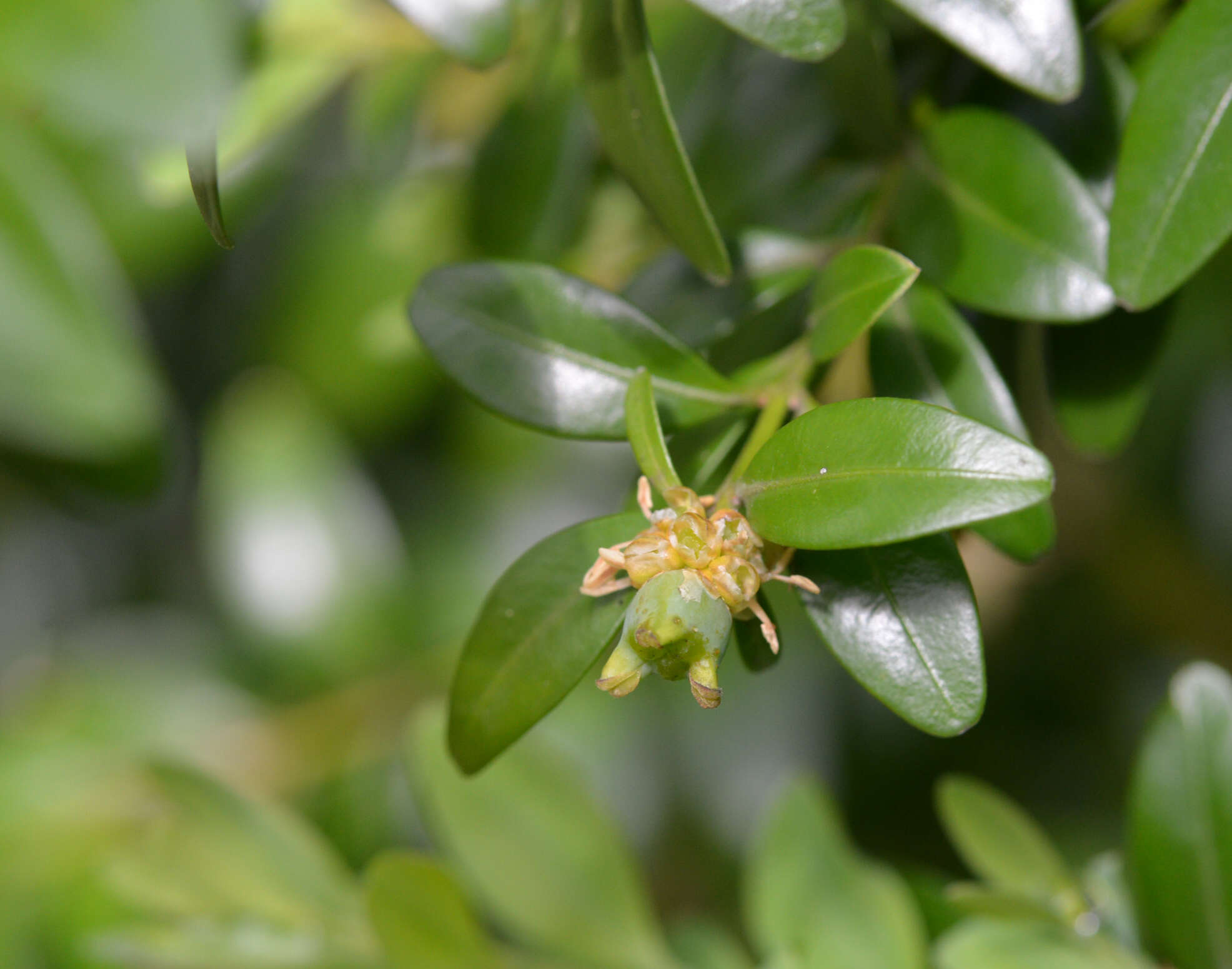 Image of Buxus sempervirens