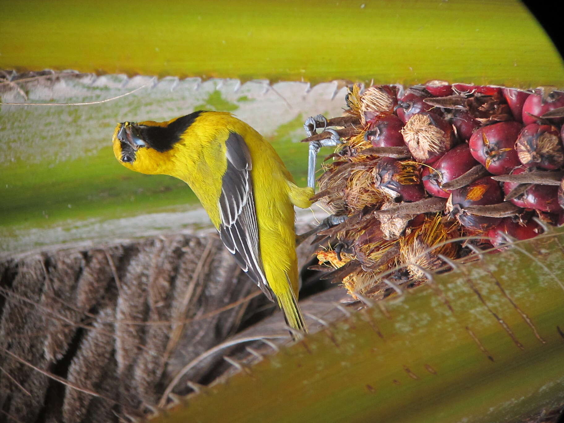 Image of Yellow Oriole