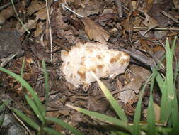 Image of Abortiporus