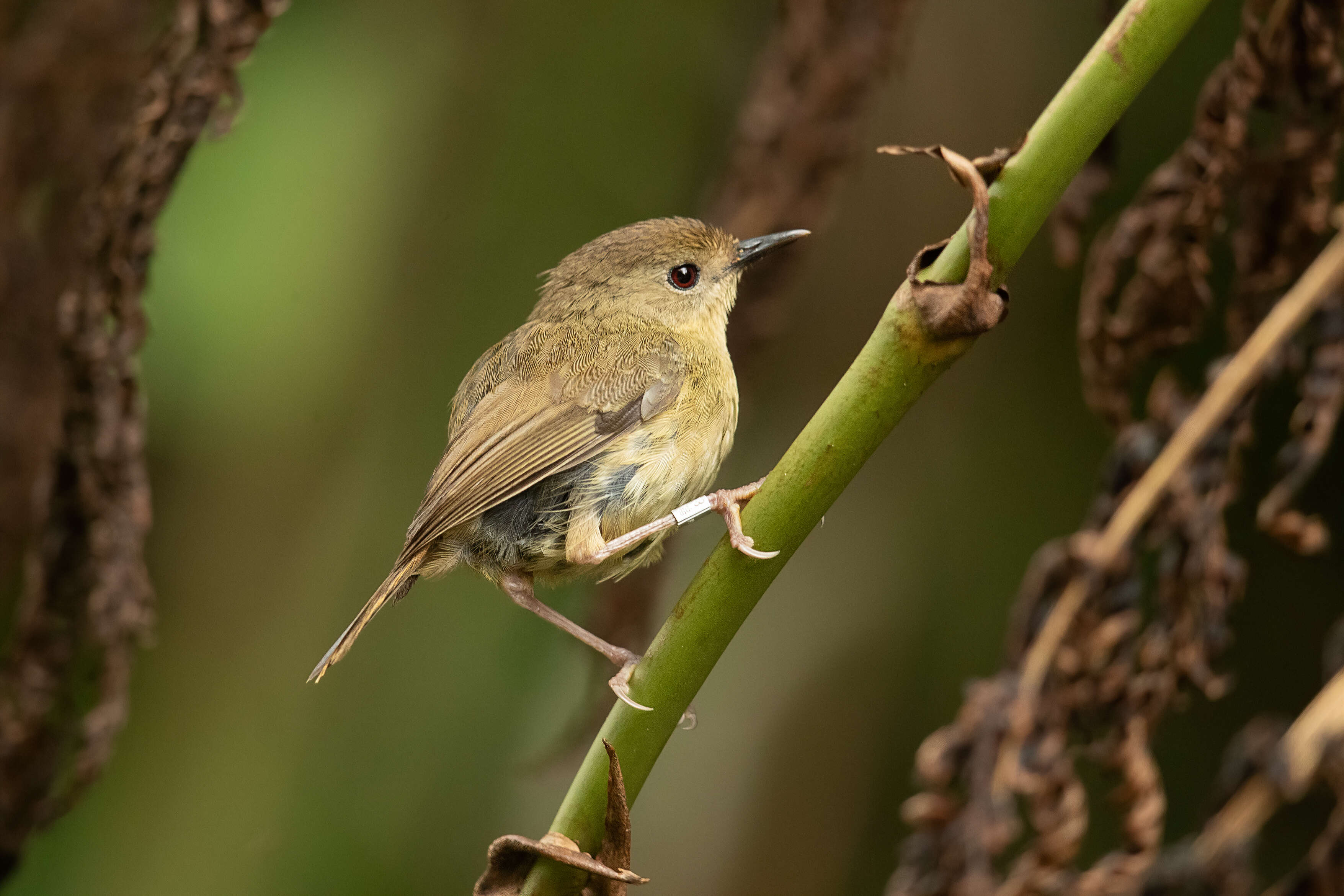 Image of Atherton Scrubwren