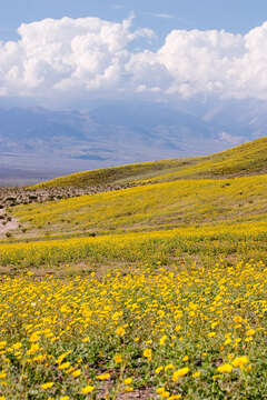 Geraea canescens Torr. & A. Gray的圖片