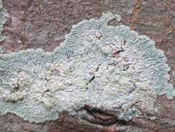 Image of diploicia lichen