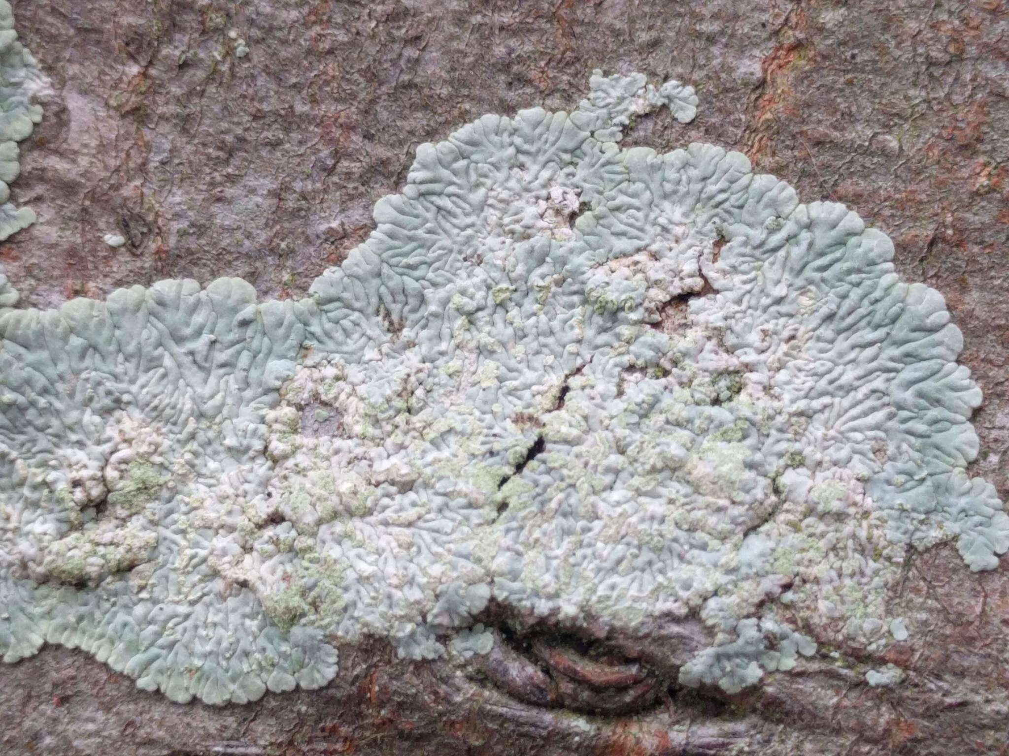 Image of diploicia lichen