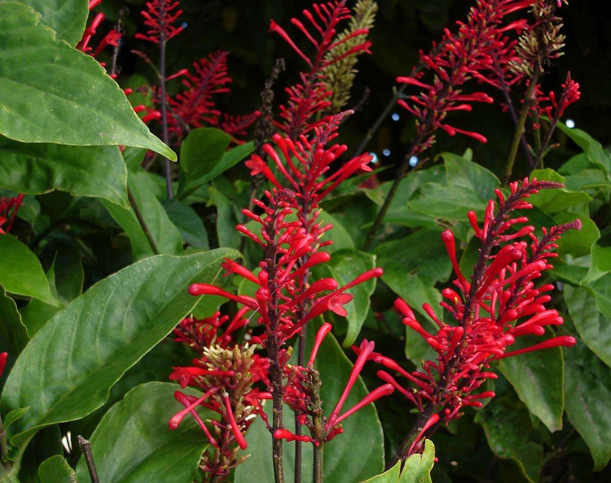 Image of Cardinal's guard flower