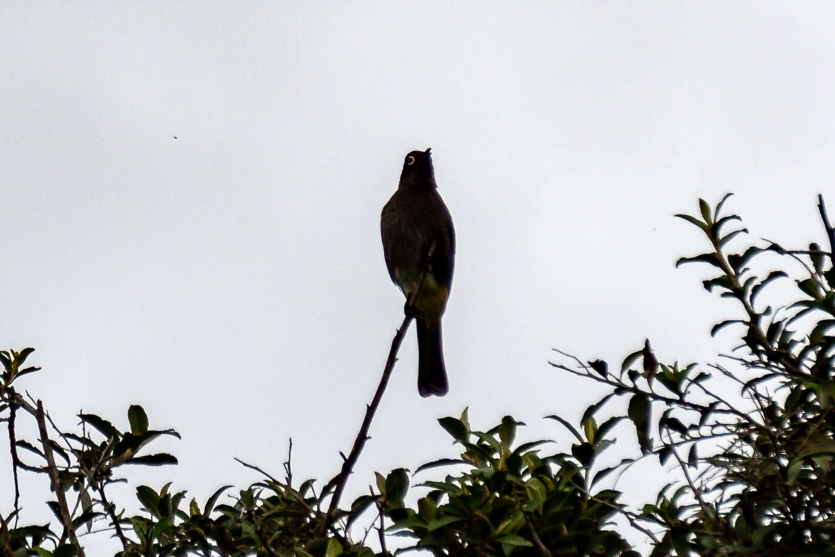 Image of Sugarbird