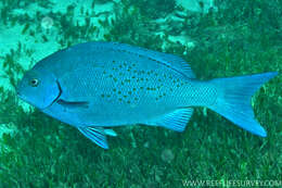 Image of New Zealand bluefish